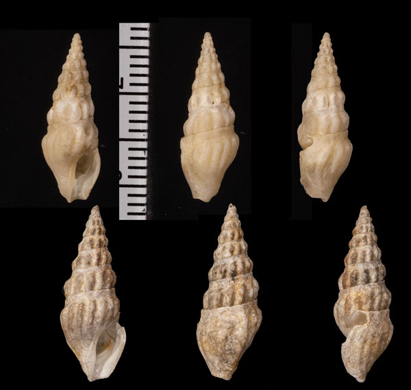 ツヤナシモミジボラ Cymatosyrinx impolita small