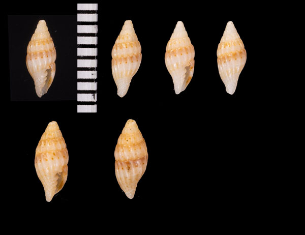 イチレツカノコオトメフデ Vexillum goubini small