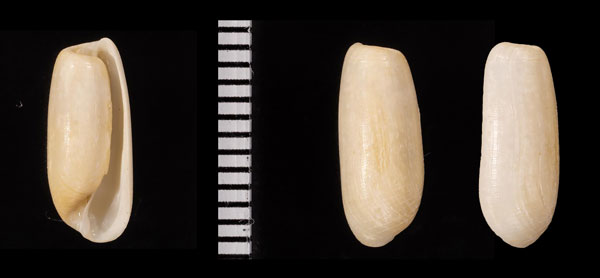 トサクダタマガイ Cylichna rimata small