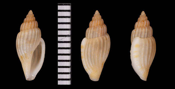 クビカザリコトツブモドキ (仮称) Eucithara sp. small