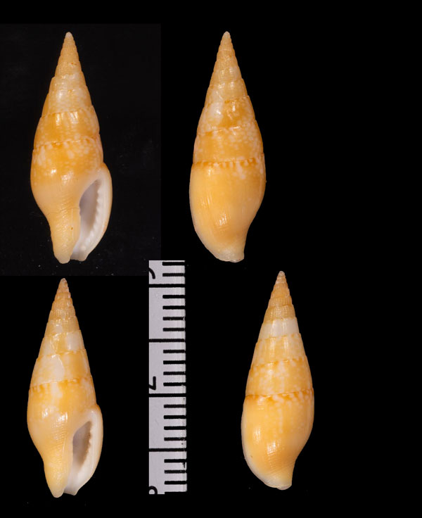 スデュイローマツムシ (仮称) Mitrella suduirauti small