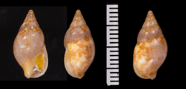 コウダカマツムシ Mitrella burchardi small