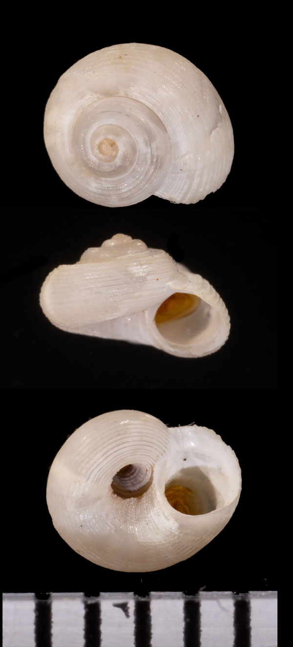 チョウシウズマキ Circulus choshiensis small