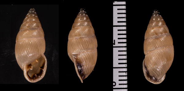 スジイリアラハダマイマイ 未詳 Cyclodontina sp. small