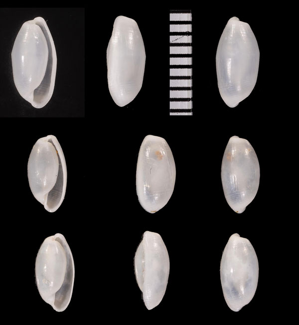 チャボダマガイ Aliculastrum volvulina small