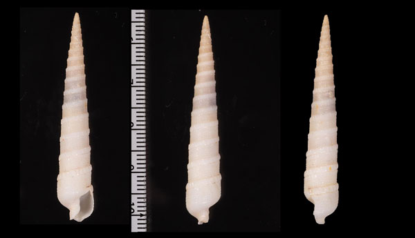 ゴマフニクタケの仲間? Terebra sp. small