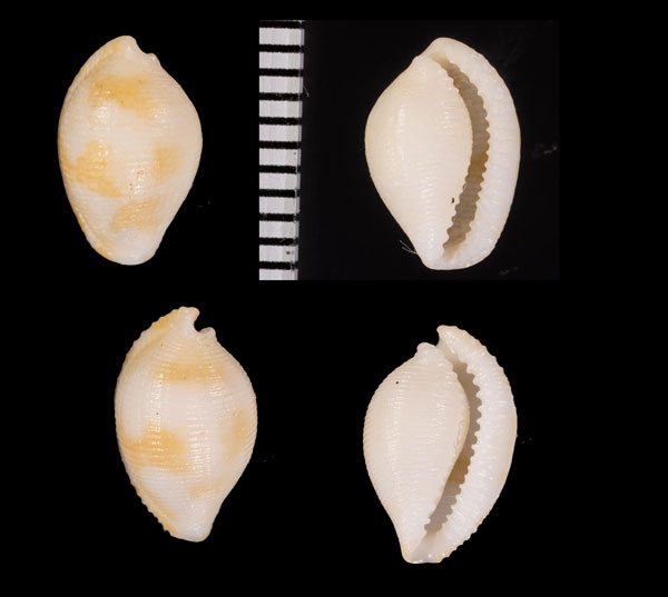 ムギツブダカラ 麦粒宝 Pseudocypraea adamsonii small