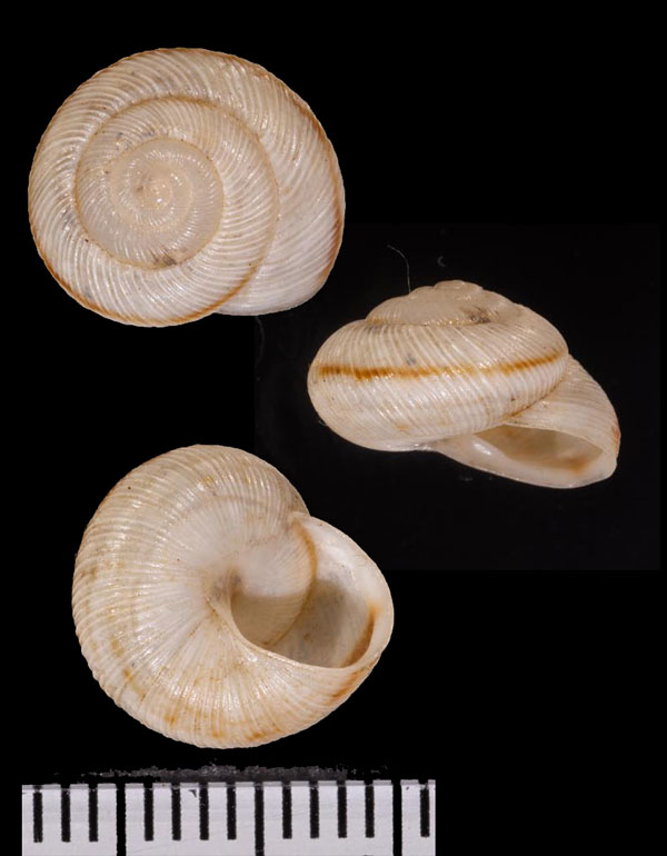 バハマシワキヌメマイマイ (仮称) Plagioptycha macroglossa small