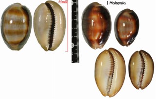 キンカンダカラ 金冠宝 Lyncina ventriculus small