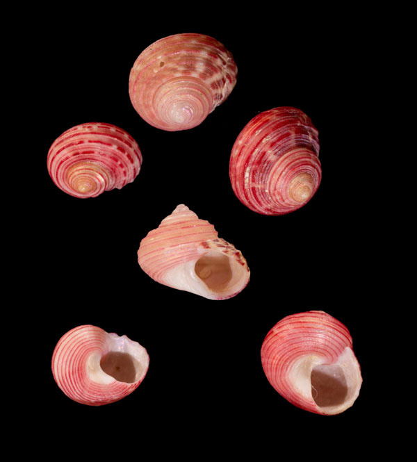 アカシサークルマチグサ (仮称) Gibbula cicer thalia small