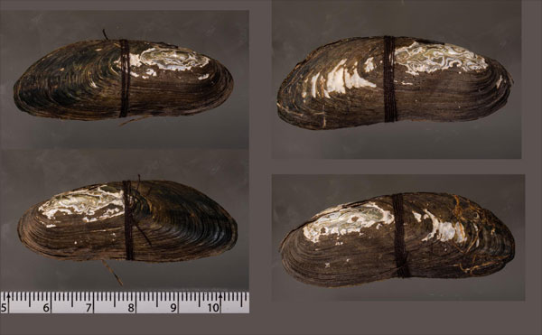レメスイシガイ (仮称) Namkongnaia lemeslei small
