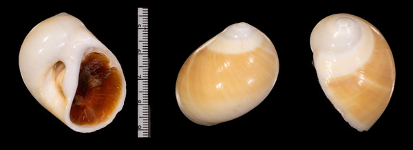 シロオオトミガイ Polinices perspicuus small