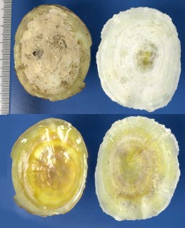 ヒトエガイ 一重貝 Umbraculum umbraculum small