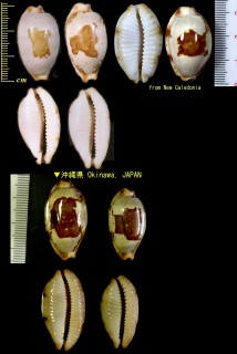 スソヨツメダカラ 裾四目宝 Bistolida stolida stolida small