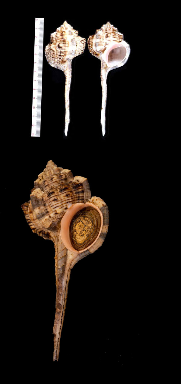 サツマツブリ Haustellum haustellum small
