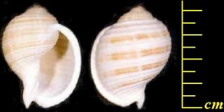ミヤシロガイ 宮代貝 Tonna sulcosa small
