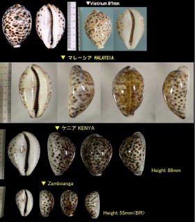 ホシダカラ 星宝 Cypraea tigris small