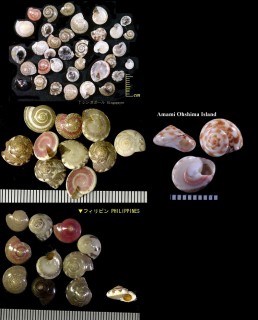 サラサキサゴ Umbonium vestiarium small