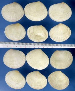 アサジガイ Semele zebuensis small