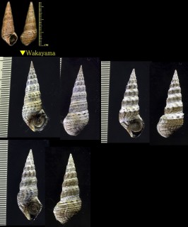 イボウミニナ Batillaria zonalis small