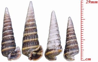 フトヘナタリの一種 Cerithidea alata small