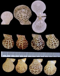 シロスジナデシコ Chlamys albolineata small
