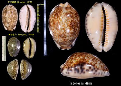 ヤクシマダカラ 屋久島宝 Mauritia arabica asiatica small