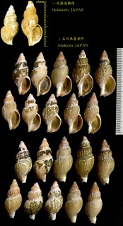 ニクイロツムバイ 肉色紡錘? Plicifusus aurantius small