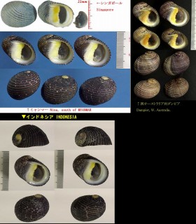 イトマキアマガイ Nerita balteata small