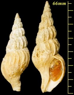 タケノコシワバイ Plicifusus bambusus small