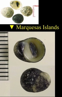ウコンアマガイ Nerita bensoni small