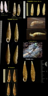 シリオレギセル 尻折煙管 Decolliphaedusa bilabrata small