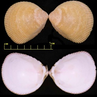 ザルガイ Vasticardium burchardi small