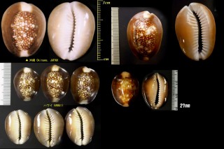 ハナマルユキ 花丸雪 Erosaria caputserpentis small