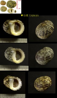 オオマルアマオブネ Nerita chamaeleon small
