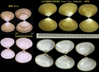 クチバガイ 朽葉貝 Coecella chinensis small
