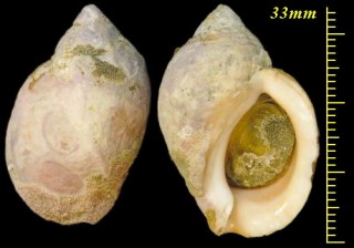 チシマバイ 千島? Buccinum chishimanum small