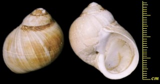 ハイイロタマガイ Cryptonatica clausa small