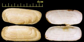 ツヤキヌタアゲマキ Solecurtus consimilis small