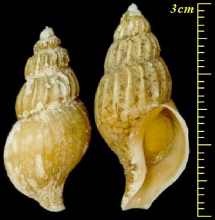サフランシワバイ Plicifusus croceus small
