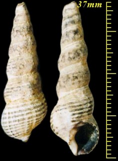 ホソウミニナ Batillaria cumingii small