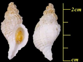 ヌノメツノオリイレ Trophonopsis densilamellatus small