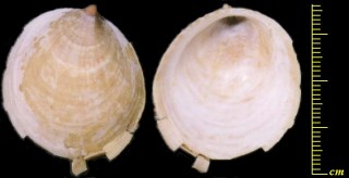 カツラガイ 桂貝 Capulus dilatatus small