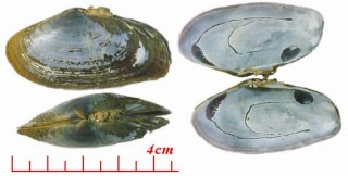 マスオガイ 真蘇芳貝 Psammotaea elongata small