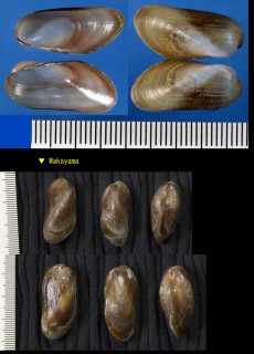 サザナミマクラ 小波枕 Modiolus flavidus small