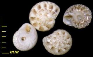 ハナゴショグルマ 花御所車 Ethaliella floccata small