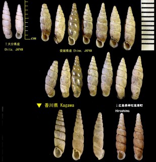 ホソヒメギセル Aulacophardusa gracilispira small