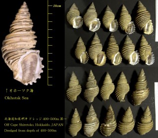 ワダチバイ 轍? Ancistrolepis grammatus small