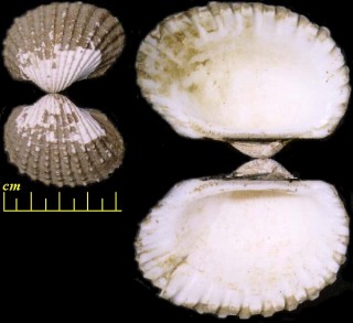 ハイガイ 灰貝 Anadara granosa small