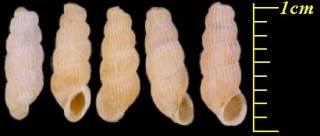 クビキレガイ 首切貝 Truncatella guerinii small